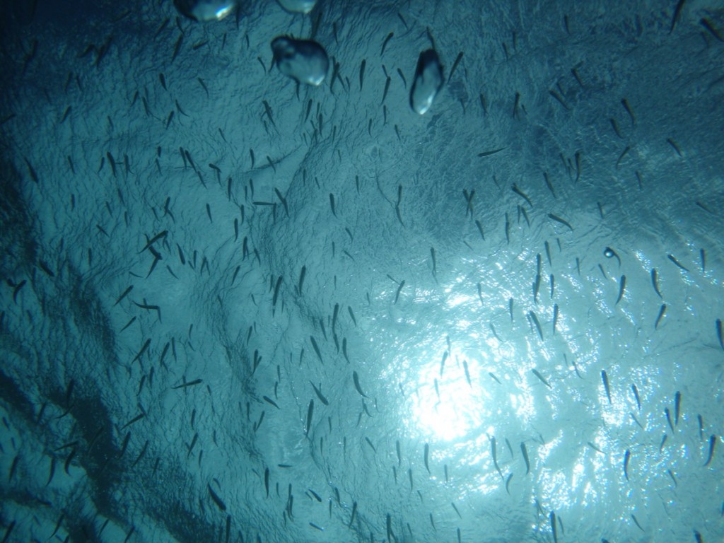 小魚を海底から見上げる
