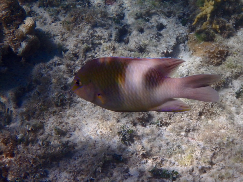 ダンダラスズメダイ 地味ィ〜な感じの魚ですが、よく見ると蛍光色の縁取りがキレイ
