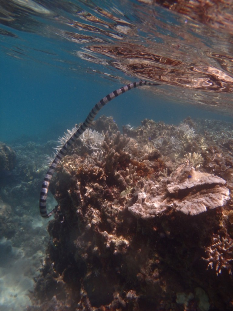 ウミヘビが呼吸のため水面に 穏やかな性格と知っていても、突然現れると驚きます(^^;;