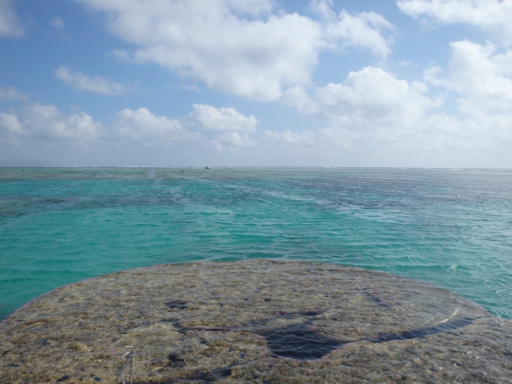 500歳のハマサンゴと今日の海