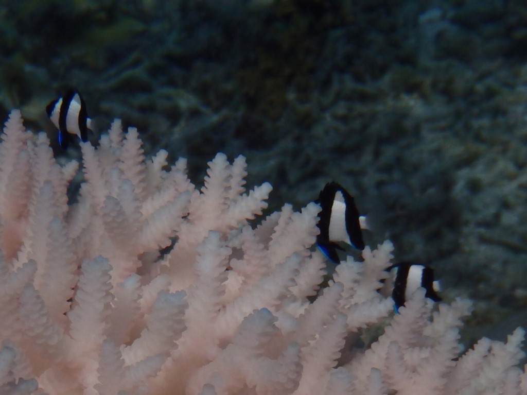 ミスジスズメダイ幼魚と元気のないミドリイシサンゴ 幼魚の胸ビレには青いラインがあるよ