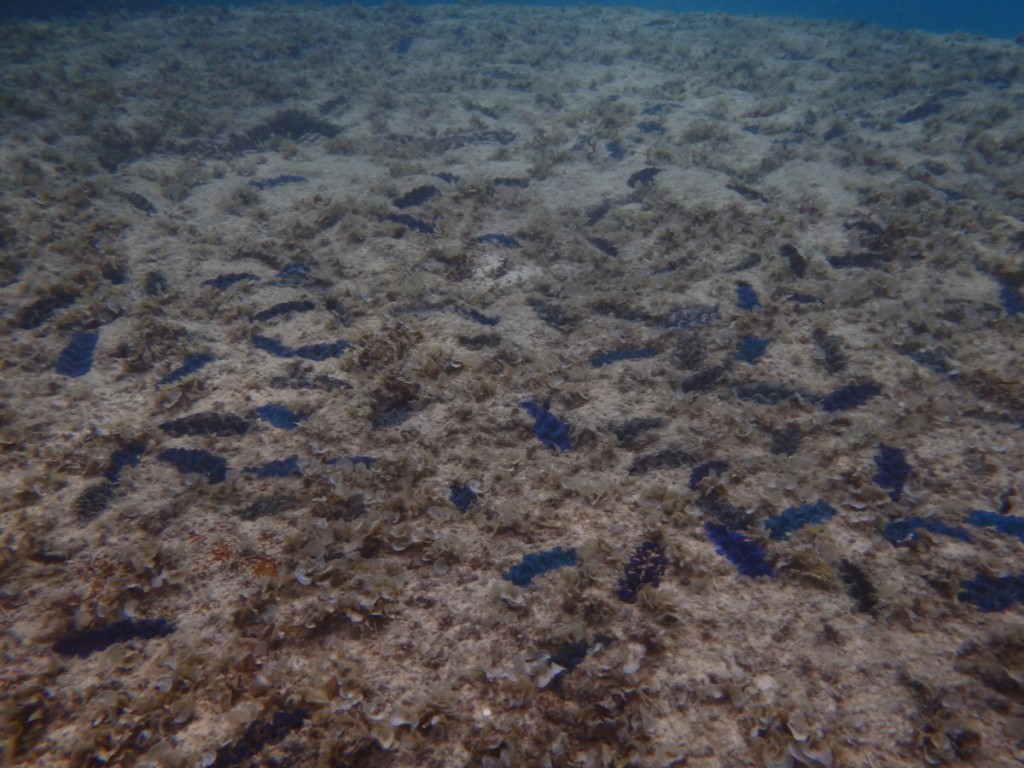 ハマサンゴに共生するヒメシャコガイ