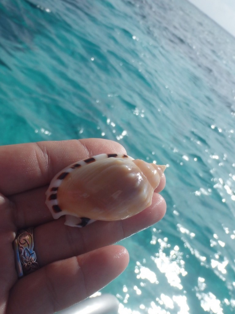 キレイな貝殻見つけたよ