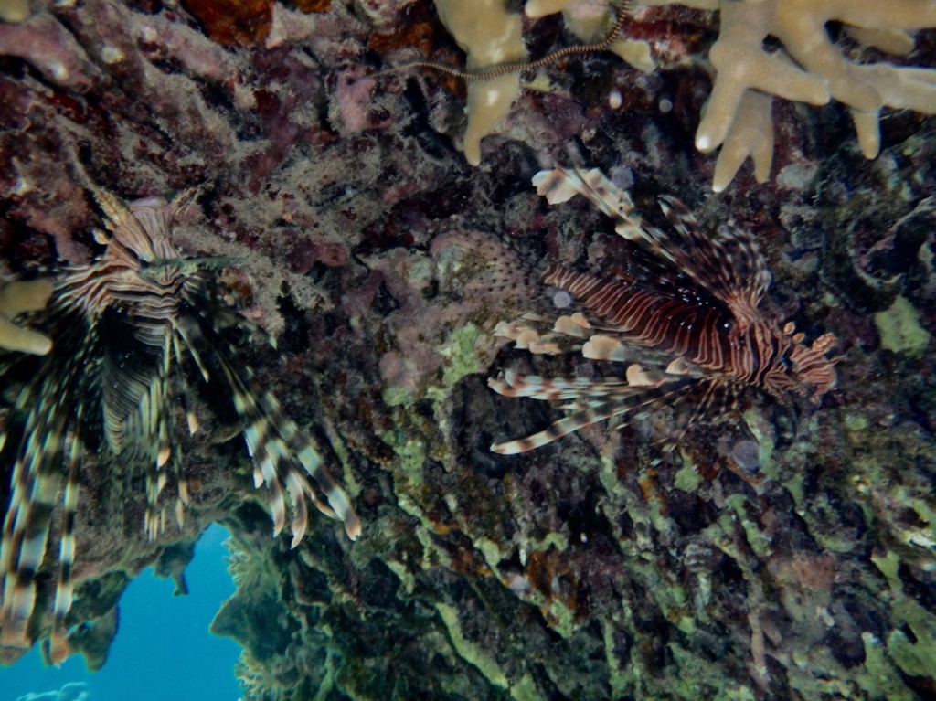 何が何だか…って写真ですが… サンゴの下に居たのは、逆さまのハナミノサカゴ  つがいかな？