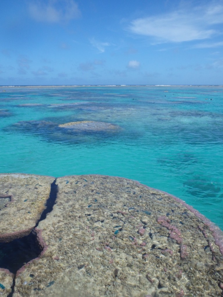 今日の海 大潮干潮時じゃないと見られない景色 ハマサンゴでケンケンパ