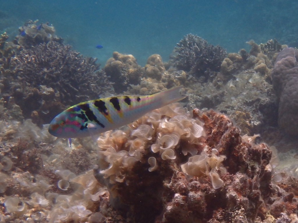 よく見かけるセナスジベラ 鮮やかな模様 虹色魚と命名