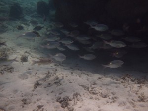 サンゴの下にも魚がいっぱい