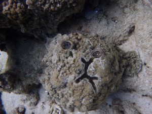 サンゴと貝でできている…何に見えますか？