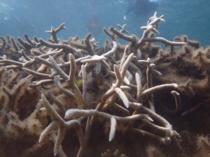 ハナナガスズメダイ エダサンゴの根元に海藻を育てる