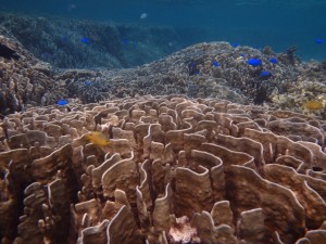 今日も美しいアオサンゴ