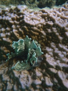 ハマサンゴから成長してきたアオサンゴ 右横にはインドケヤリ