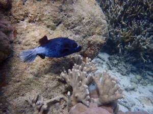 コクテンフグ 体色のバラエティーが豊か