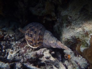 おっきなホラガイ