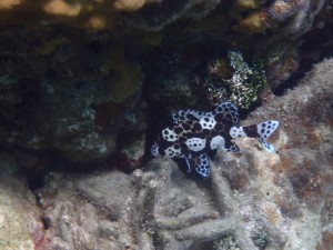 チョウチョウコショウダイ幼魚