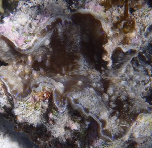 シャゴウガイ 貝ヒモの模様が美しい