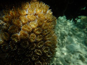 海の中のお花畑アザミサンゴ