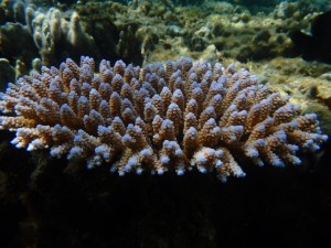 スゲミドリイシサンゴ