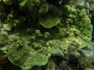 岩などを覆う被覆性のアバタコモンサンゴ