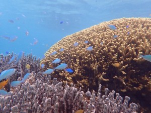 モンちゃんママ提供の1枚