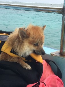 モンちゃん今日もいっぱい泳いだね