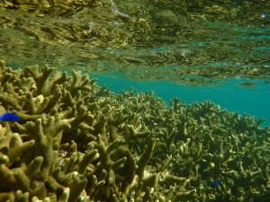 ユビエダハマサンゴ