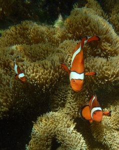 上目使いのカクレクマノミお母さん