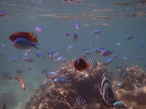 クマノミ団地から飛び出したハマクマノミ