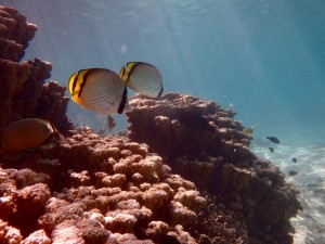 フウライチョウチョウウオ