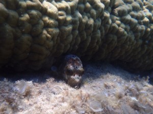 ハマサンゴの隙間にスッポリはまっていたコクテンフグ