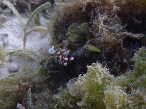 ちっちゃなチョウチョウコショウダイ幼魚