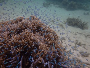 デバスズメダイ幼魚いっぱい