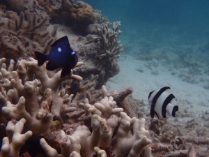 ヨスジリュウキュウスズメダイと ミツボシスズメダイ