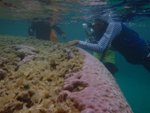 ハマサンゴ観察中