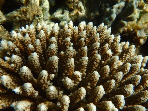 ミドリイシサンゴも元気な個体が増えています