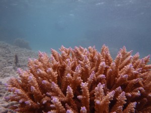 優しい色彩のミドリイシサンゴ