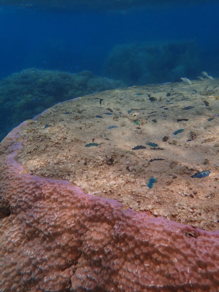 ハマサンゴに定着しているヒメジャコガイ