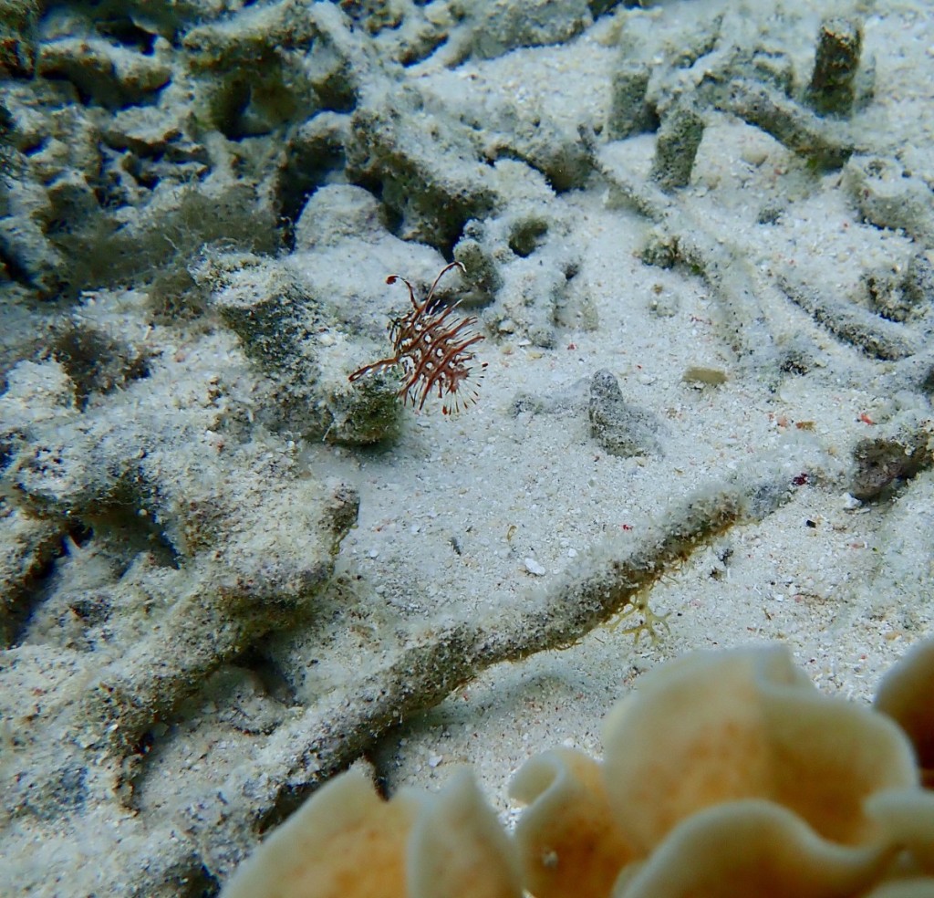 オビテンスモドキ幼魚 ユラユラ漂う動きは海藻を擬態