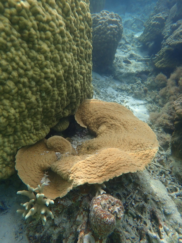 大きなヤエヤマカワラサンゴ