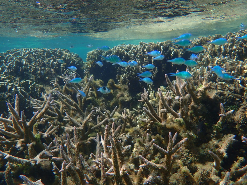 デバ&ロクセンスズメダイ