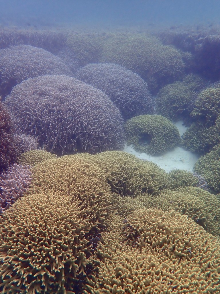 ユビエダハマサンゴ