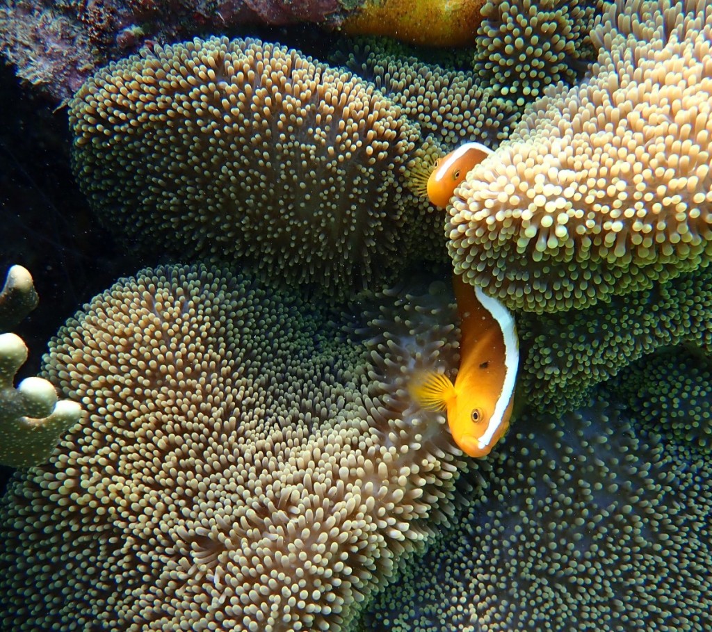 セジロクマノミ