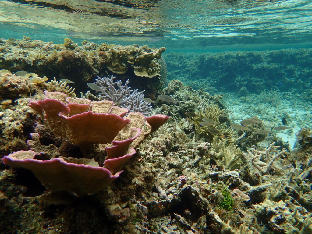 ウスコモンサンゴ