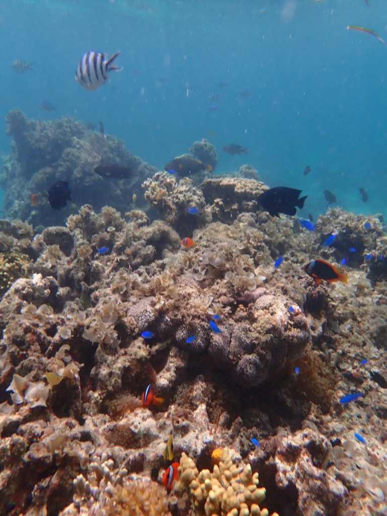 クマノミ団地 この画面にいったい何種類の魚がいるんだろう…