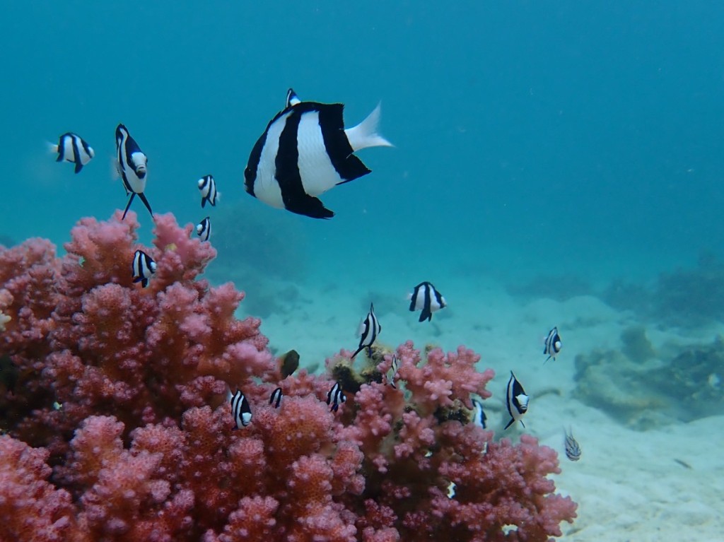 ミスジリュウキュウスズメダイ