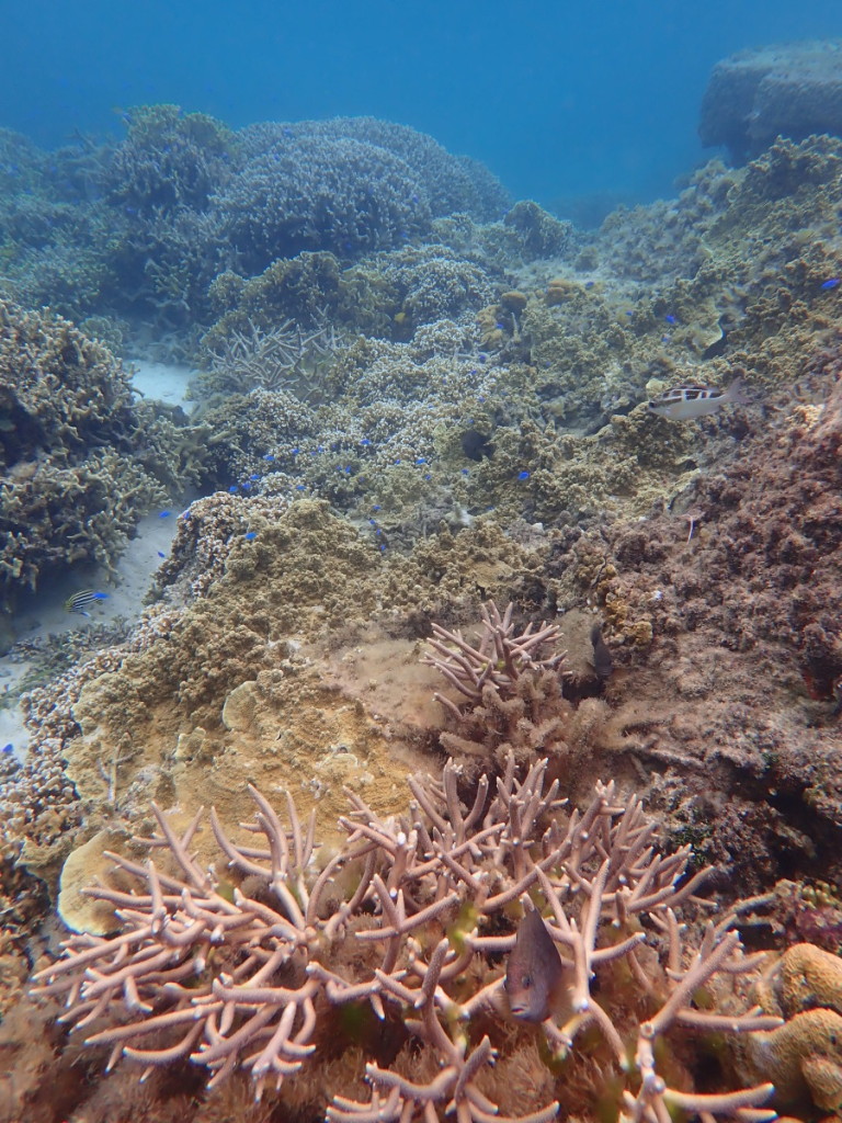 岩盤を被覆するコイボコモンサンゴ