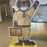 西表アオサンゴ調査